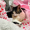 cat, tissue_paper, pink, white, hearts, cozy, fur, pet, resting, indoor, closeup, soft, comfort, relaxed, animal, cute, domestic, laying, whiskers, ears