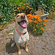 Remington is registered to the contest to win money with this photo: dog, orange_collar, happy, tongue_out, flowers, orange_lilies, greenery, outdoor, garden, plant, pet, canine, smiling, nature, sunlight, grass, dirt, summer, sitting, animal