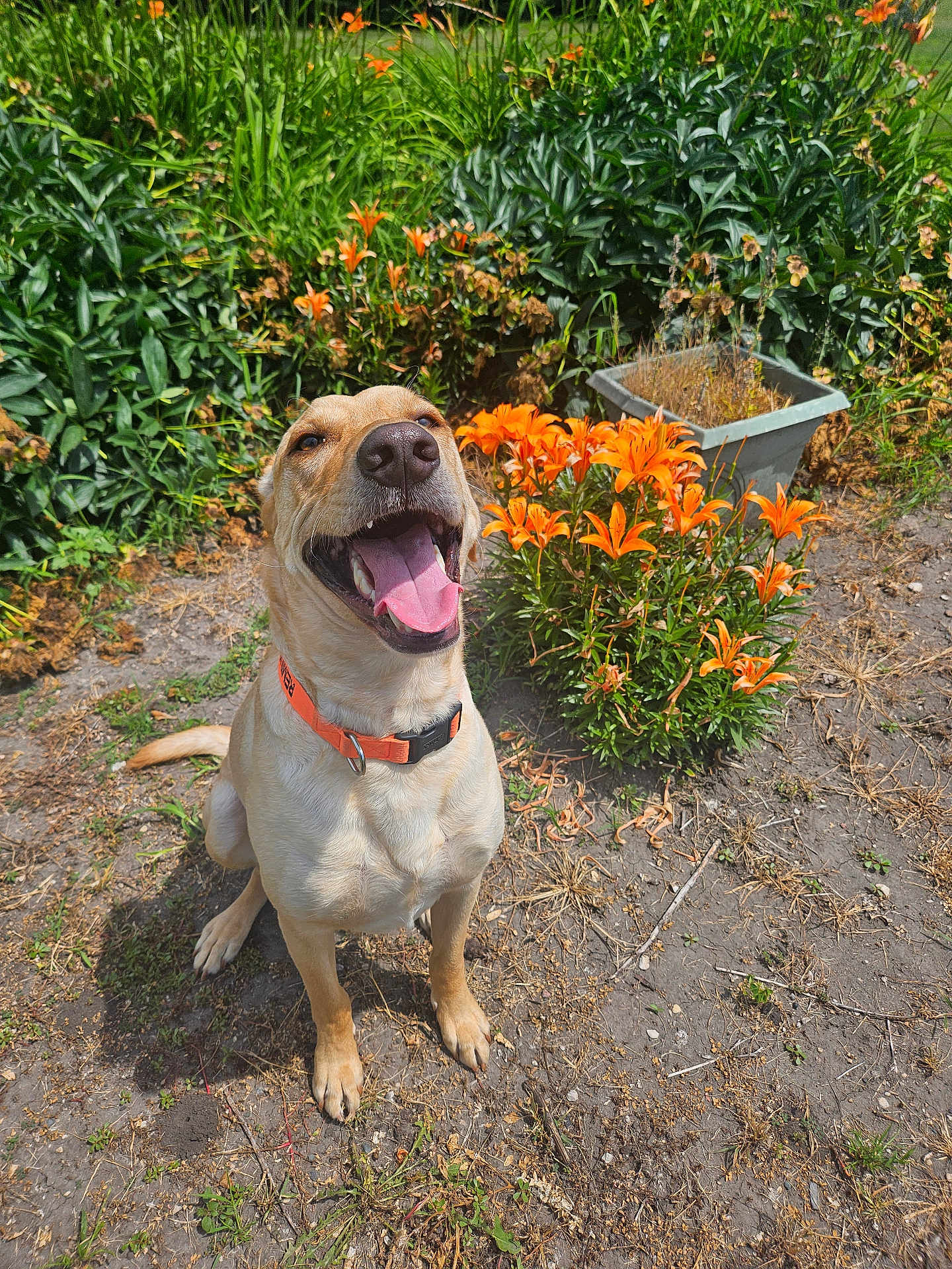 Remington is registered to the contest to win money with this photo: dog, orange_collar, happy, tongue_out, flowers, orange_lilies, greenery, outdoor, garden, plant, pet, canine, smiling, nature, sunlight, grass, dirt, summer, sitting, animal