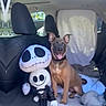 Hec joined the competition — help win amazing prizes! dog, plush_doll, car_interior, seat, stuffed_toy, happy, brown_dog, backseat, window, fabric, cushion, toy, smiling_dog, indoor, pet, seat_cover, animal, cute, playful, companion
