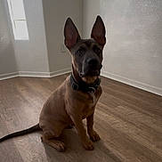 Hec joined the competition — help win amazing prizes! dog, puppy, indoor, wooden_floor, window, ears, collar, pet, animal, brown_coat, sitting, room, light, shadow, wall, floor, curious, alert, domestic, canine