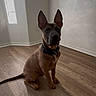 dog, puppy, indoor, wooden_floor, window, ears, collar, pet, animal, brown_coat, sitting, room, light, shadow, wall, floor, curious, alert, domestic, canine