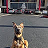 Hec joined the competition — help win amazing prizes! dog, puppy, leash, parking_lot, yellow_line, car, building, signage, outdoor, sunlight, shadow, asphalt, urban, curious, pet, animal, ears_up, sitting, daytime, market