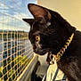 cat, black_cat, pet, collar, gold_chain, bell, profile, side_view, outdoor, balcony, net, sunlight, golden_eyes, animal, feline, closeup, striped_clothing, human_arm, daylight, nature