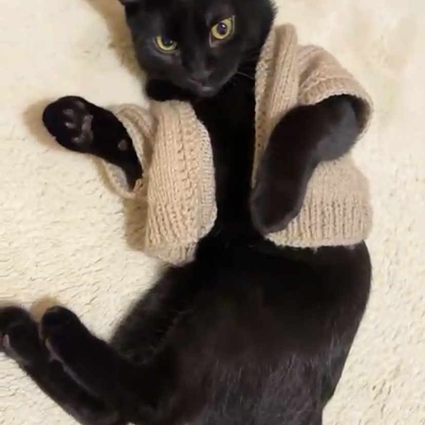 Simba a rejoint le concours — aidez-le/la à gagner de superbes lots ! animal, black_cat, black_fur, blanket, cat, clothing, cozy, cute, feline, indoor, knitted_sweater, lying_down, paw, pet, portrait, relaxed, small_sweater, soft_texture, tail, yellow_eyes