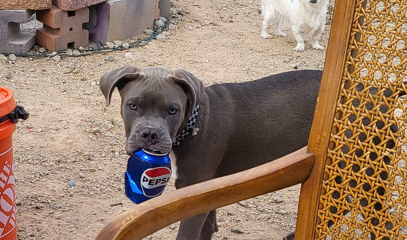 Dexter joined the competition — help win amazing prizes! beach, carnivore, collar, companion_dog, dog, dog_breed, dog_collar, dog_supply, fawn, pet_supply, snout, soil, sporting_group, terrestrial_animal, working_animal, working_dog