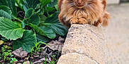 Simba participe au concours pour gagner de l'argent avec cette photo : cat, orange_cat, fluffy, outdoor, garden, plants, stone_ledge, greenery, relaxed, pet, animal, nature, sunlight, leaves, blurred_background, statue, calm, resting, feline, close_up
