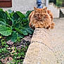 cat, orange_cat, fluffy, outdoor, garden, plants, stone_ledge, greenery, relaxed, pet, animal, nature, sunlight, leaves, blurred_background, statue, calm, resting, feline, close_up
