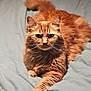 cat, orange_cat, tabby, pet, animal, feline, fur, whiskers, bed, blanket, indoor, laying_down, paw, cute, relaxed, portrait, looking_at_camera, soft_light, fluffy, domestic_animal