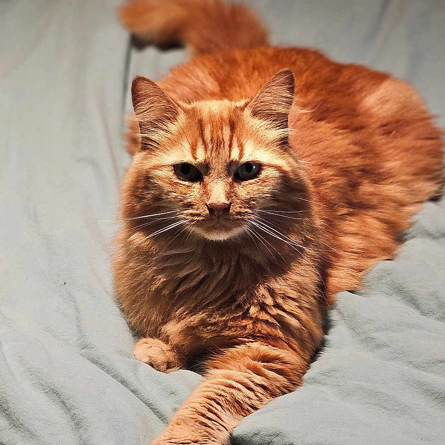 Simba participe au concours pour gagner de l'argent avec cette photo : animal, bed, blanket, cat, cute, domestic_animal, feline, fluffy, fur, indoor, laying_down, looking_at_camera, orange_cat, paw, pet, portrait, relaxed, soft_light, tabby, whiskers