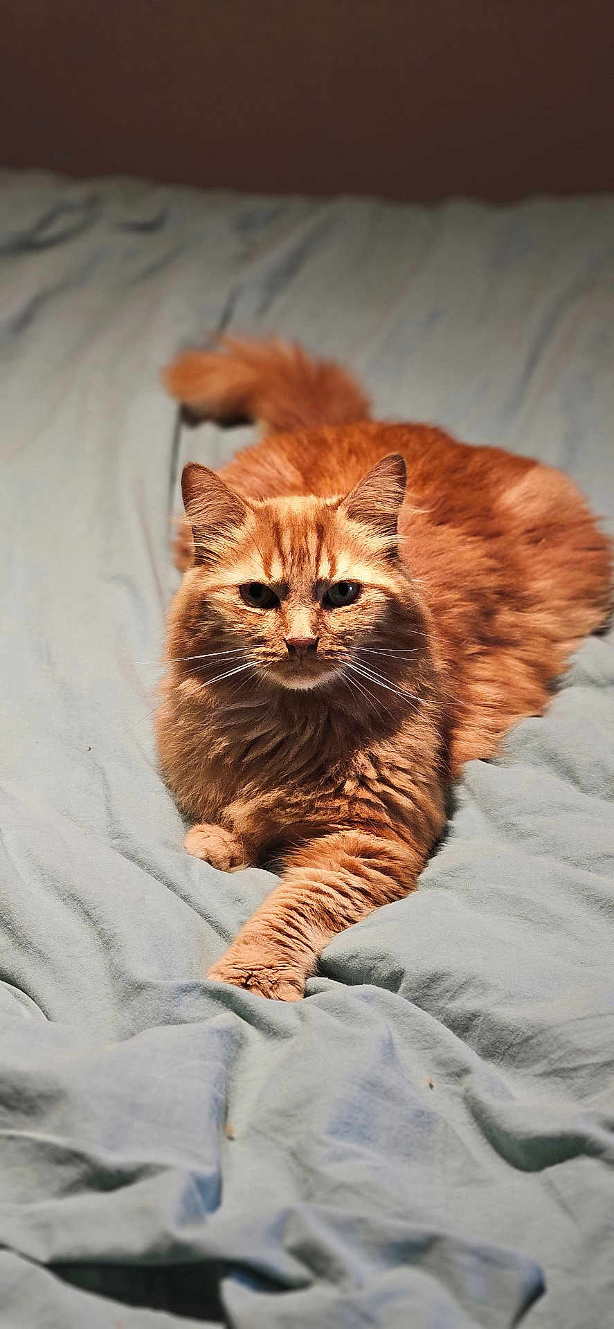 Simba participe au concours pour gagner de l'argent avec cette photo : cat, orange_cat, tabby, pet, animal, feline, fur, whiskers, bed, blanket, indoor, laying_down, paw, cute, relaxed, portrait, looking_at_camera, soft_light, fluffy, domestic_animal