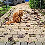 Simba participe au concours pour gagner de l'argent avec cette photo : cat, ginger_cat, autumn, leaves, brick_pathway, outdoor, pet, animal, fur, moody, garden, car, blurred_background, greenery, nature, sidewalk, walkway, fall, cute, feline