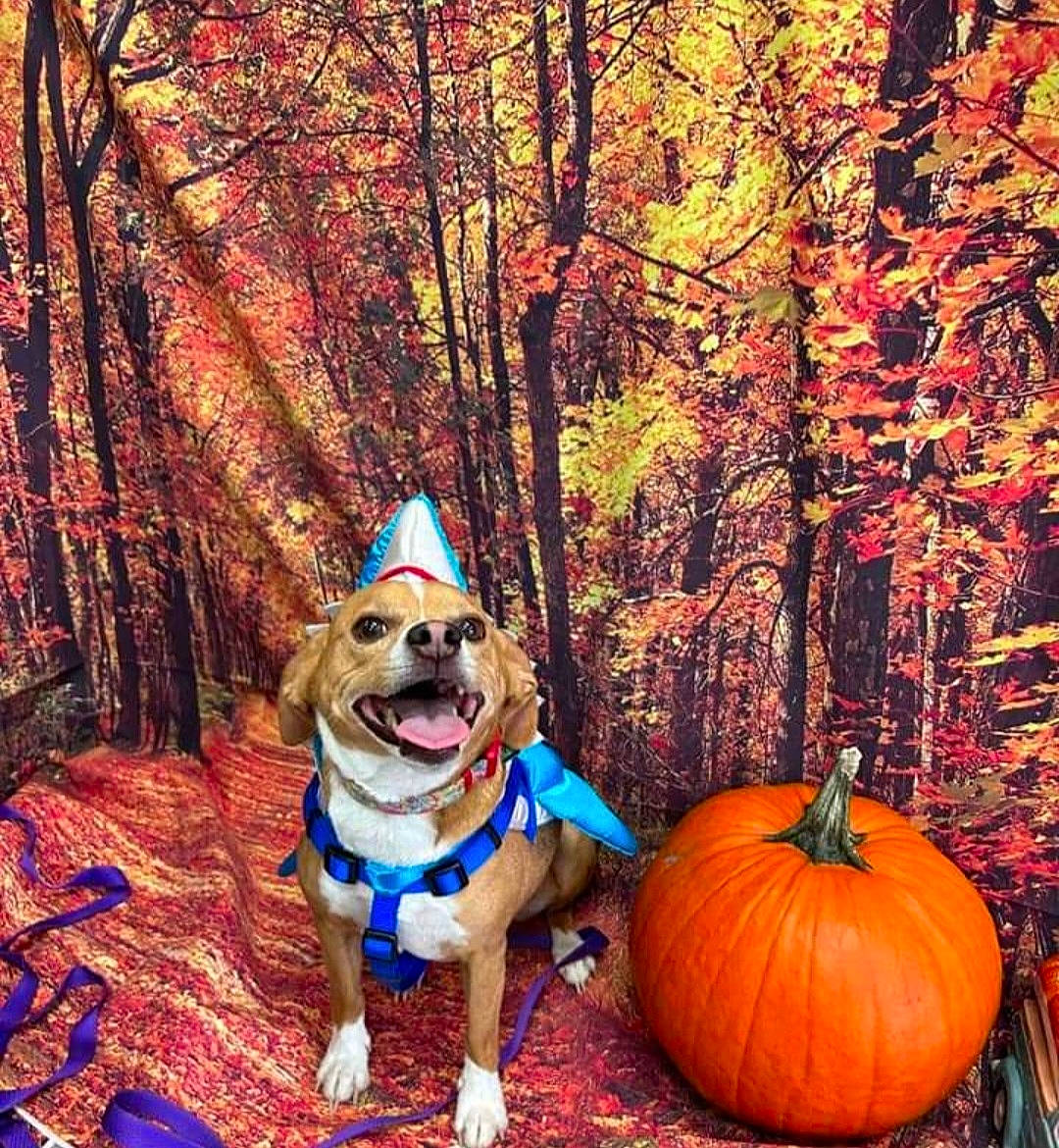 Jackson joined the competition — help win amazing prizes! calabaza, carnivore, companion_dog, dog, dog_breed, dog_clothes, dog_supply, fawn, gourd, grass, mammal, people_in_nature, plant, pumpkin, sunglasses, tints_and_shades, toy_dog, tree, vertebrate, wood