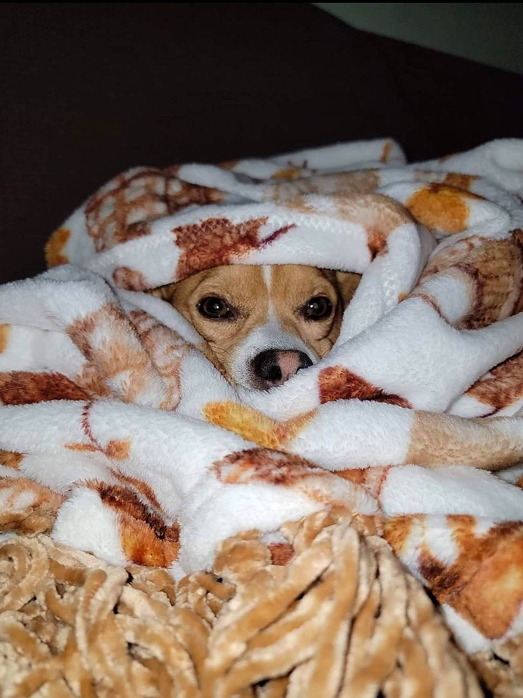 Jackson joined the competition — help win amazing prizes! canidae, carnivore, comfort_food, companion_dog, cuisine, dish, dog, dog_breed, fast_food, fawn, fur, ingredient, nap, recipe, snout, sporting_group, toy_dog, whiskers, wood, working_animal