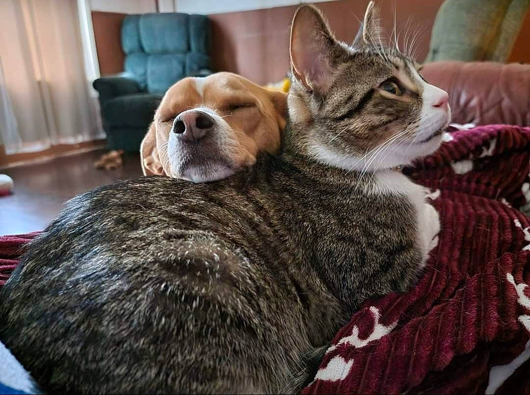 Jackson joined the competition — help win amazing prizes! carnivore, cat, comfort, companion_dog, couch, curtain, dog, dog_breed, domestic_short_haired_cat, fawn, felidae, fur, linens, living_room, nap, small_to_medium_sized_cats, snout, tail, whiskers, wood