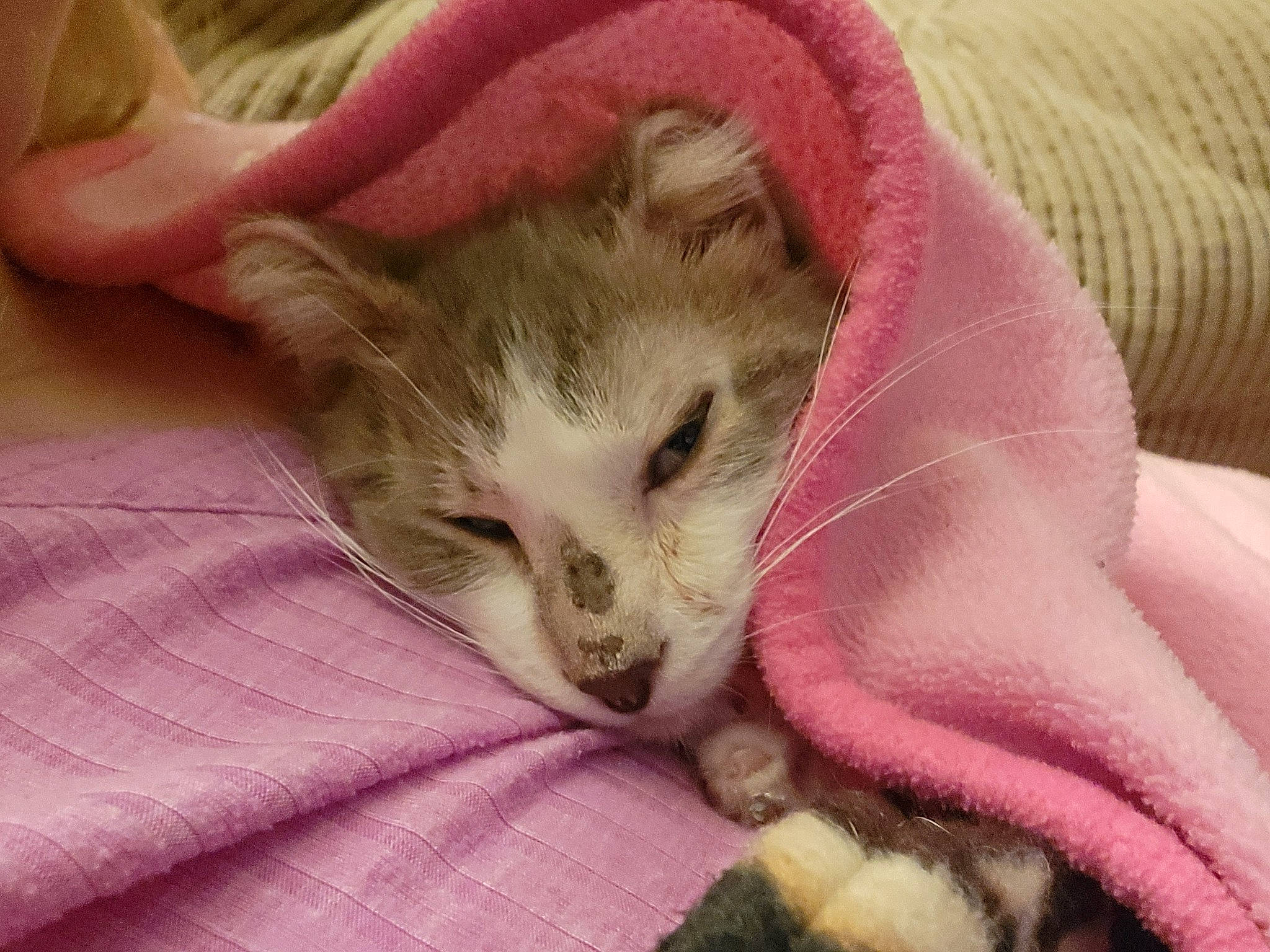 Toast is registered to the contest to win money with this photo: carnivore, cat, cat_supply, claw, comfort, domestic_short_haired_cat, ear, fawn, felidae, finger, fur, linens, magenta, nail, paw, small_to_medium_sized_cats, snout, whiskers, woven_fabric