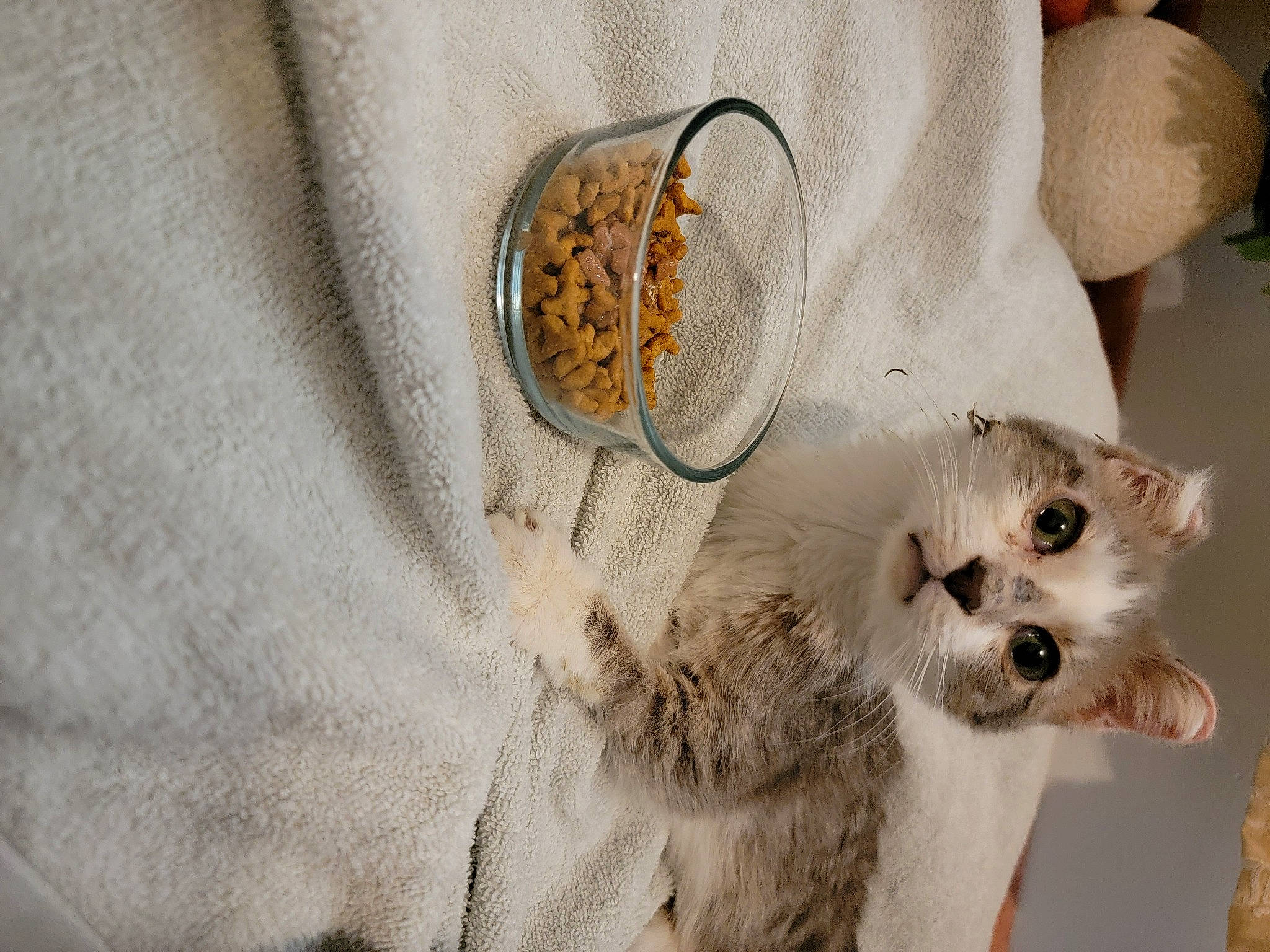 Toast joined the competition — help win amazing prizes! basket, carnivore, cat, claw, comfort, companion_dog, doily, fashion_accessory, fawn, felidae, fur, jewellery, linens, pattern, paw, sleeve, small_to_medium_sized_cats, snout, terrestrial_animal, whiskers