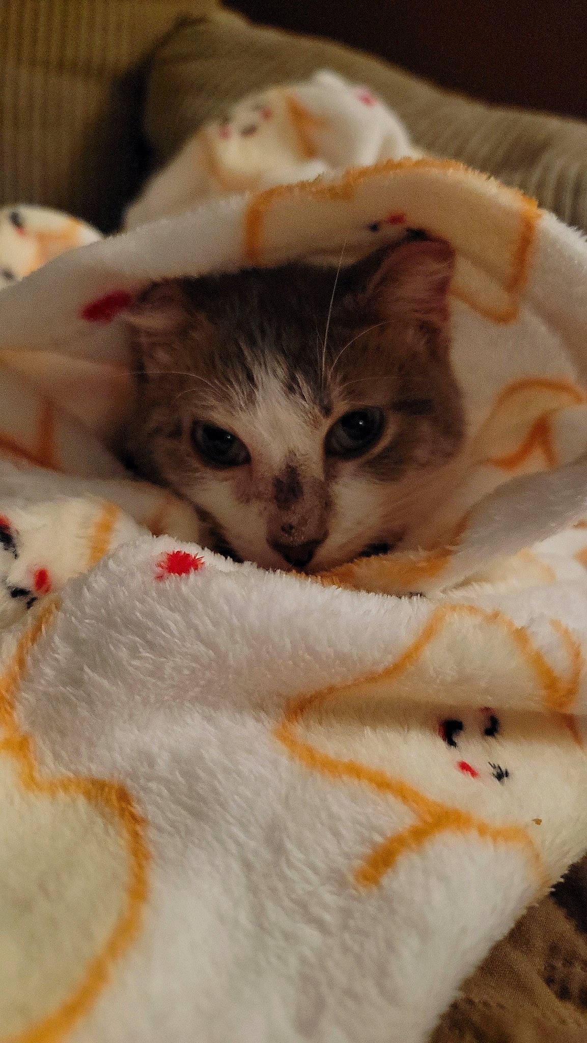 Toast joined the competition — help win amazing prizes! carnivore, cat, child, claw, comfort, domestic_short_haired_cat, eyelash, fawn, felidae, fur, linens, nail, paw, pet_supply, small_to_medium_sized_cats, snout, tail, whiskers, wool