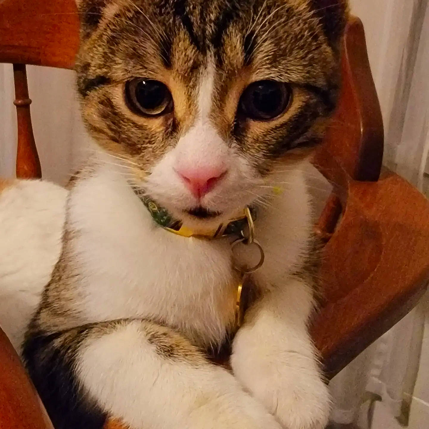 Leo is registered to the contest to win money with this photo: carnivore, cat, claw, comfort, domestic_short_haired_cat, eyelash, fawn, felidae, fur, human_body, human_leg, iris, jaw, paw, pet_supply, photo_caption, sitting, small_to_medium_sized_cats, snout, whiskers