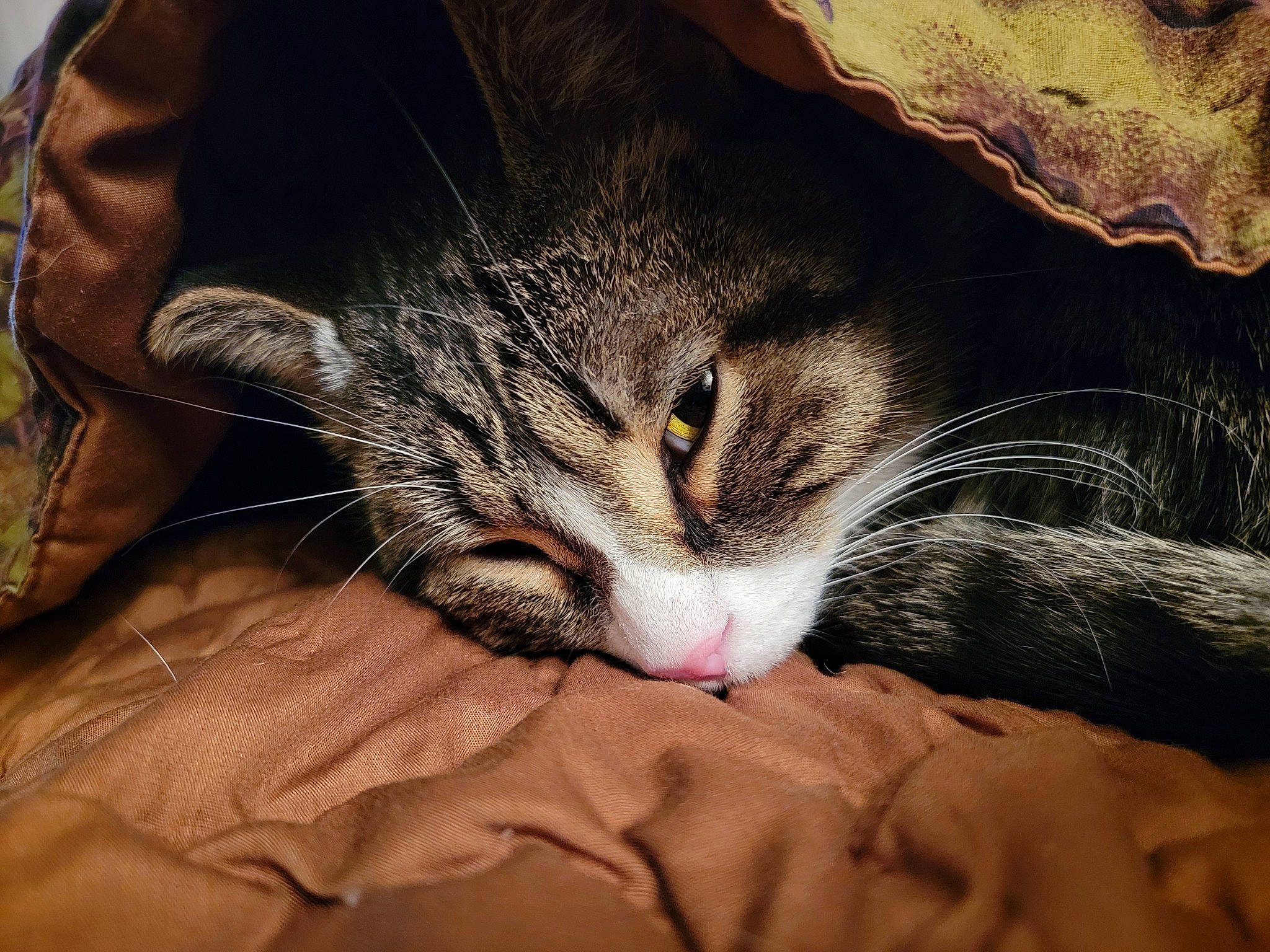 Leo is registered to the contest to win money with this photo: carnivore, cat, claw, comfort, darkness, domestic_short_haired_cat, ear, felidae, fur, grass, nap, paw, sleep, small_to_medium_sized_cats, snout, tail, terrestrial_animal, textile, whiskers, wood