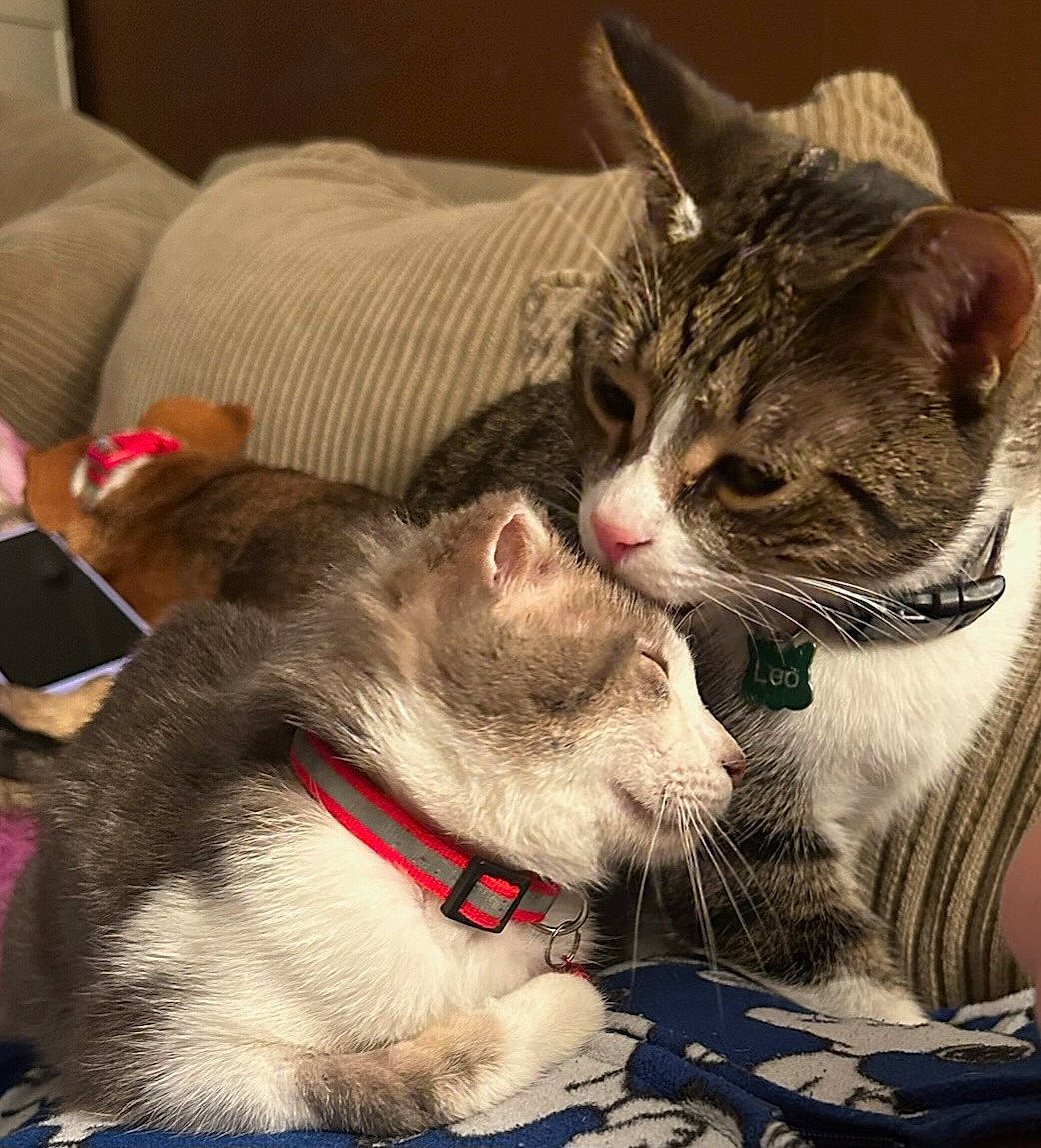 Leo is registered to the contest to win money with this photo: carnivore, cat, claw, collar, comfort, couch, domestic_short_haired_cat, felidae, fur, lap, nap, paw, small_to_medium_sized_cats, snout, tail, thai, whiskers