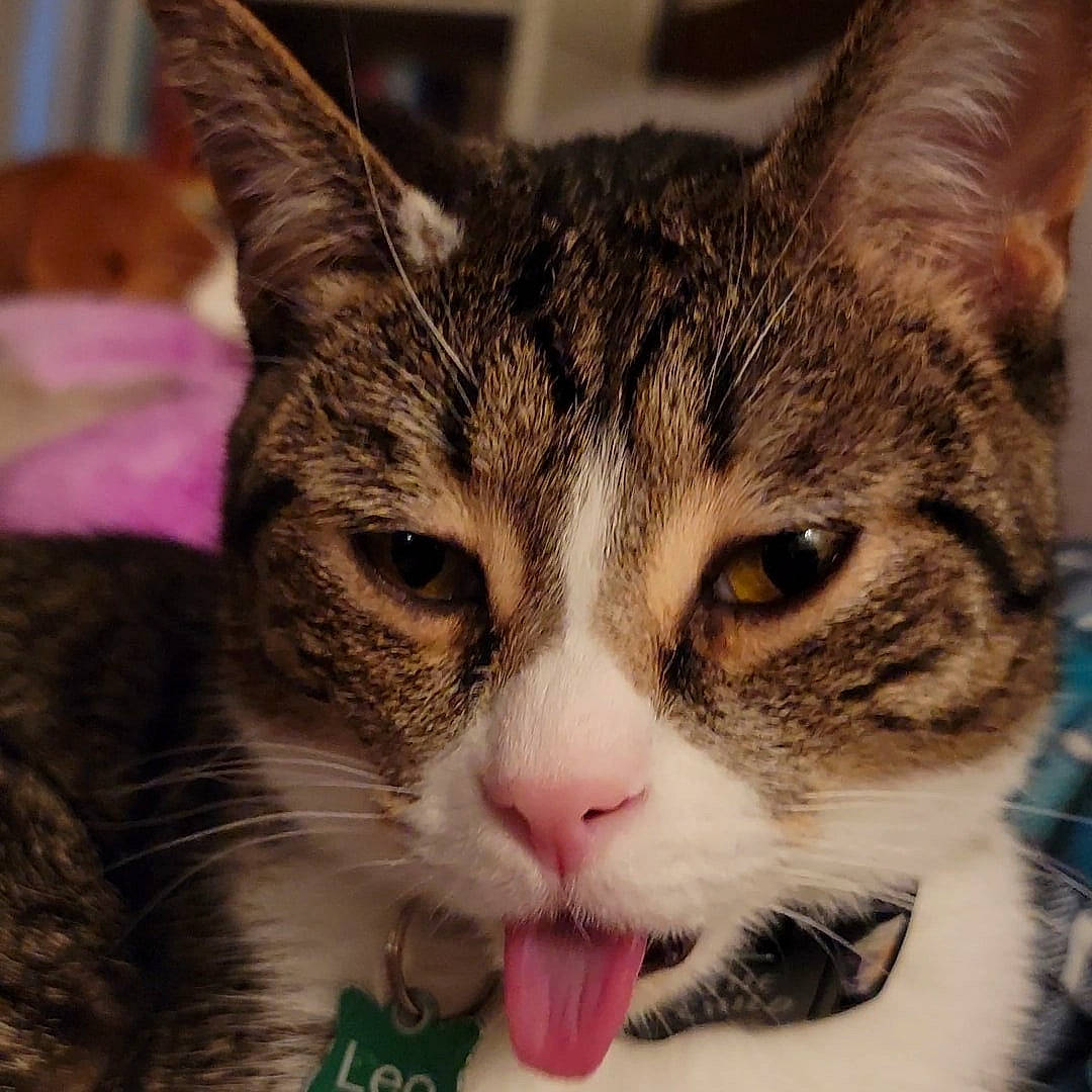 Leo is registered to the contest to win money with this photo: carnivore, cat, claw, close_up, domestic_short_haired_cat, ear, eye, felidae, fur, head, paw, small_to_medium_sized_cats, snout, whiskers, wildlife