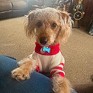 Cosmo is registered to the contest to win money with this photo: dog, curly_hair, sweater, red_and_white, pet_tag, indoor, living_room, carpet, couch, pillow, globe, figurine, nautical_decor, wooden_cabinet, person, knees, cute, looking_at_camera, cozy, home