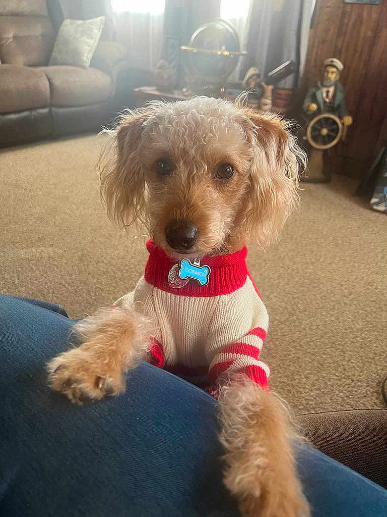 Cosmo is registered to the contest to win money with this photo: dog, curly_hair, sweater, red_and_white, pet_tag, indoor, living_room, carpet, couch, pillow, globe, figurine, nautical_decor, wooden_cabinet, person, knees, cute, looking_at_camera, cozy, home