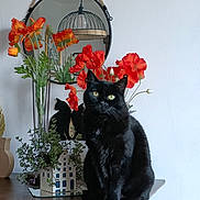 Phiphie a rejoint le concours — aidez-le/la à gagner de superbes lots ! animal, black_cat, calm, cat, cozy, decor, flower_vase, furniture, greenery, houseplant, indoor, mirror, natural_light, pet, red_flowers, reflection, silhouette, still_life, wooden_table, yellow_eyes