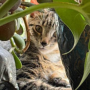 Dora joined the competition — help win amazing prizes! animal, cat, closeup, curious, decor, domestic, eyes, feline, fur, green, hiding, indoor, leaf, nature, pet, plant, pot, relaxing, tabby, whiskers