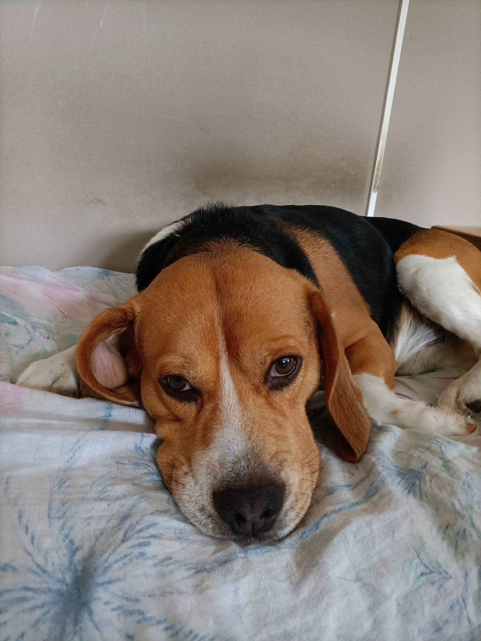 Jiro a rejoint le concours — aidez-le/la à gagner de superbes lots ! beagle, beaglier, canidae, carnivore, comfort, companion_dog, dog, dog_breed, dog_supply, ear, fawn, finnish_hound, fur, hound, puppy, puppy_love, scent_hound, sporting_group, whiskers, working_animal