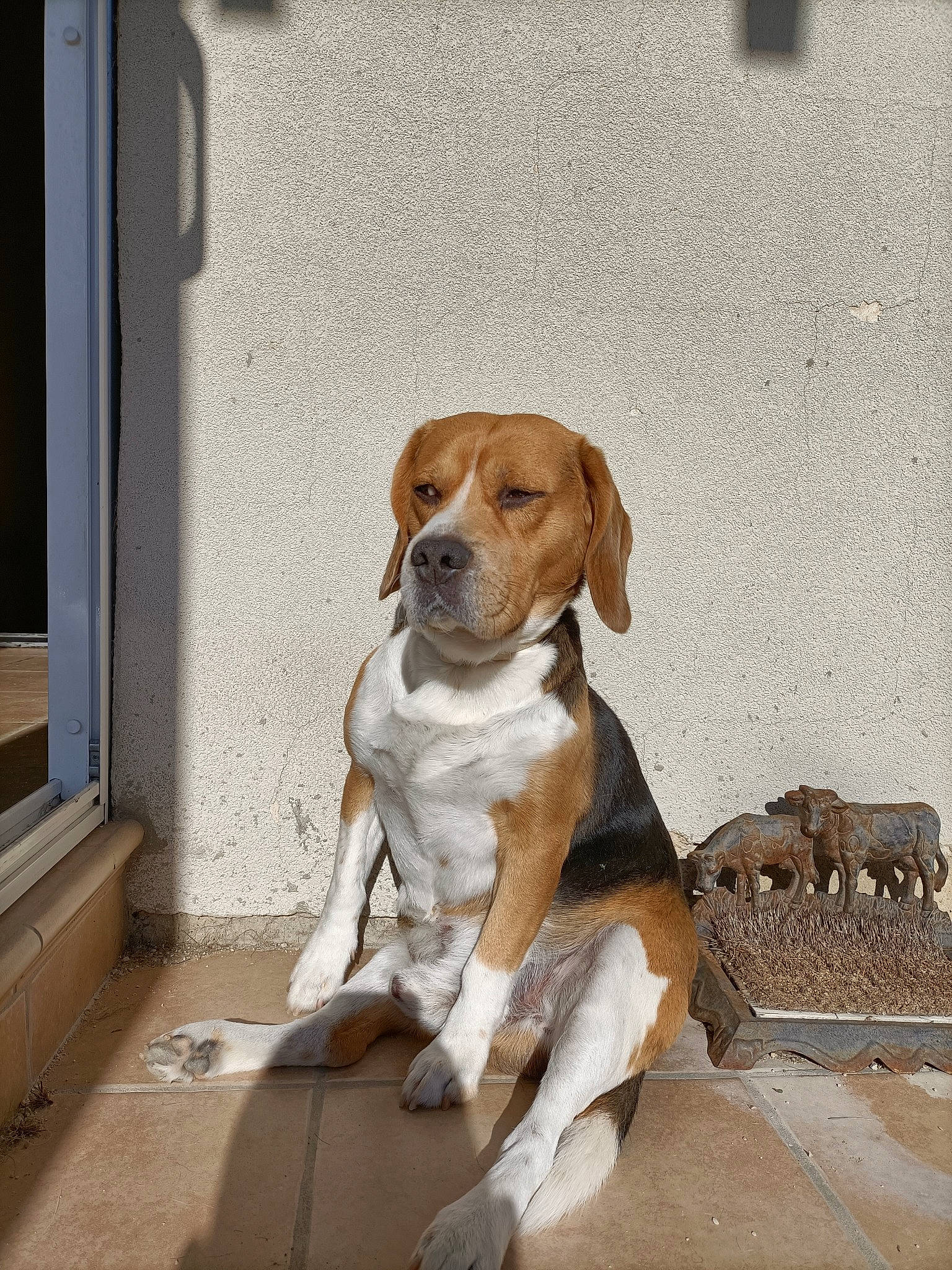 Jiro participe au concours pour gagner de l'argent avec cette photo : beagle, beagle_harrier, canidae, carnivore, collar, companion_dog, dog, dog_breed, dog_collar, dog_supply, finnish_hound, hound, liver, pet_supply, puppy, scent_hound, street_dog, tail, wood, working_animal