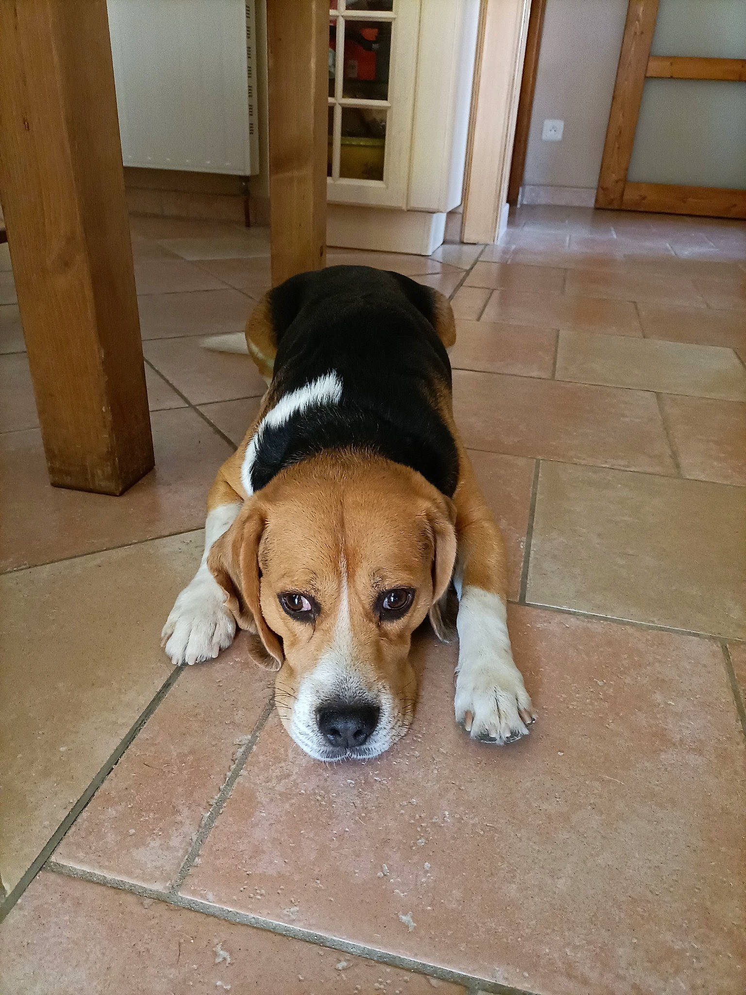 Jiro participe au concours pour gagner de l'argent avec cette photo : canidae, carnivore, collar, comfort, companion_dog, dog, dog_breed, dog_supply, door, fawn, floor, flooring, hardwood, pet_supply, scent_hound, snout, sporting_group, tail, wood, working_animal