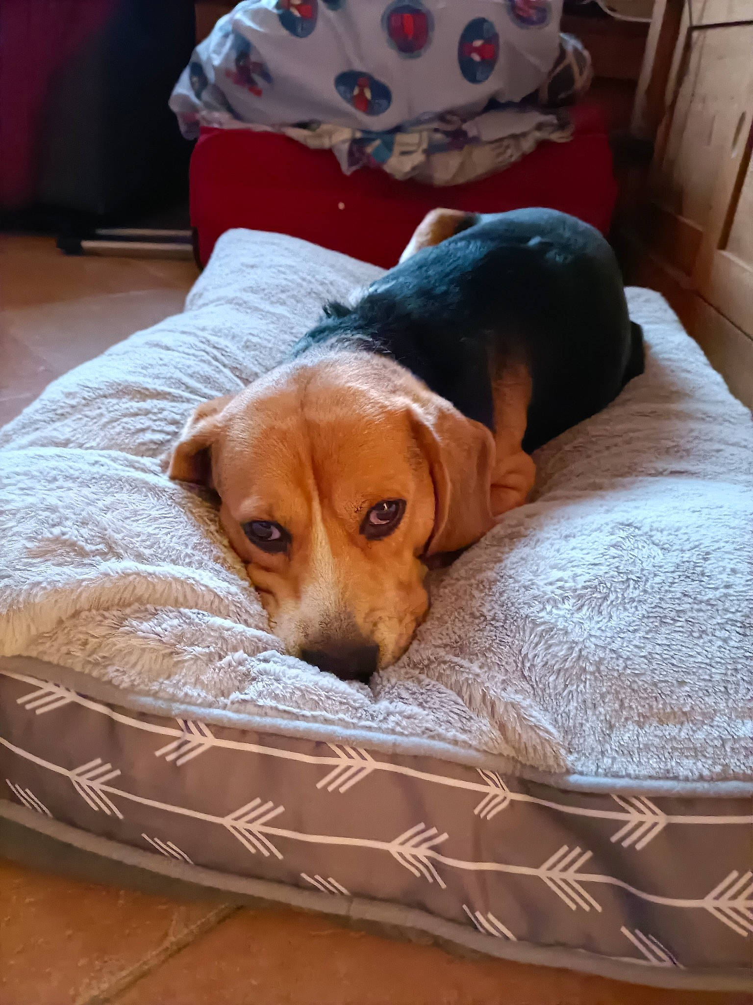 Jiro participe au concours pour gagner de l'argent avec cette photo : bedding, cabinetry, canidae, carnivore, comfort, companion_dog, dog, dog_breed, dog_supply, fawn, flooring, fur, hardwood, hound, linens, scent_hound, snout, sporting_group, wood, working_animal