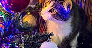 Ozzy is registered to the contest to win money with this photo: cat, christmas_tree, ornament, holiday_lights, decorations, curious, feline, indoor, festive, colorful, closeup, tabby, white_paws, wooden_cabinet, blurred_background, sparkle, shiny, pet, whiskers, celebration