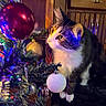 cat, christmas_tree, ornament, holiday_lights, decorations, curious, feline, indoor, festive, colorful, closeup, tabby, white_paws, wooden_cabinet, blurred_background, sparkle, shiny, pet, whiskers, celebration