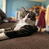 Ozzy is registered to the contest to win money with this photo: cat, tabby_cat, indoor, pet, feline, relaxed, paws, fur, green_eyes, whiskers, brown_surface, blurred_background, cozy, animal, mammal, house, room, domestic, laying_down, curious
