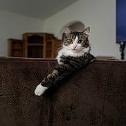 Ozzy joined the competition — help win amazing prizes! cat, tabby_cat, pet, fur, whiskers, paw, couch, furniture, indoor, living_room, relaxed, curious, animal, mammal, domestic, house_pet, resting, portrait, feline, wide_eyes