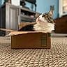 Ozzy joined the competition — help win amazing prizes! cat, cardboard_box, carpet, indoor, furniture, living_room, pet, domestic_animal, curious, fluffy, cozy, soft_focus, brown_box, white_and_brown_cat, relaxed, close_up, texture, home_interior, floor, seated
