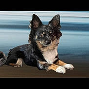 Ulya participe au concours pour gagner de l'argent avec cette photo : alert, animal, background_blur, black_dog, calm, canine, cute, dog, domestic_animal, front_paws_crossed, fur, indoors, long_ears, looking_at_camera, lying_down, pet, portrait, side_view, small_dog, tan_markings
