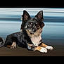 alert, animal, background_blur, black_dog, calm, canine, cute, dog, domestic_animal, front_paws_crossed, fur, indoors, long_ears, looking_at_camera, lying_down, pet, portrait, side_view, small_dog, tan_markings