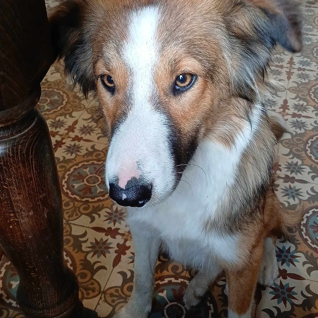 Locky a rejoint le concours — aidez-le/la à gagner de superbes lots ! animal, architecture, building, canine, collie, couch, dog, furniture, hardwood, homedecor, hound, house, housing, husky, indoors, interiordesign, pet, puppy, staircase, wood