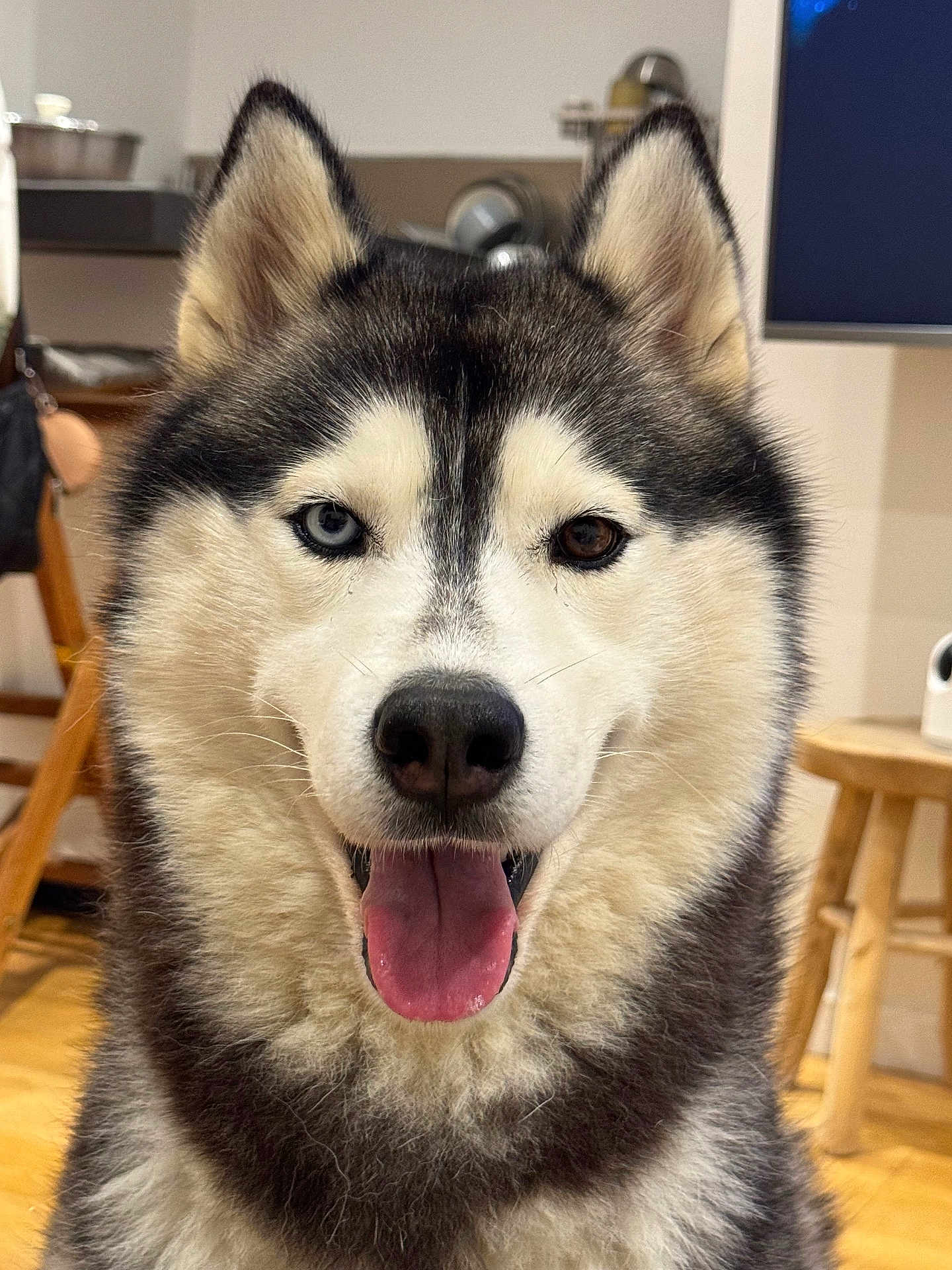 Bowie a rejoint le concours — aidez-le/la à gagner de superbes lots ! dog, siberian_husky, husky, pet, canine, portrait, close_up, indoor, fur, blue_eye, brown_eye, heterochromia, tongue_out, smiling, ears, nose, whiskers, wooden_floor, stool, furniture