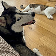 Bowie a rejoint le concours — aidez-le/la à gagner de superbes lots ! husky, dog, cat, blue_eye, tongue_out, hardwood_floor, pet_bed, folding_chair, wooden_chair, upholstery, couch, living_room, indoor, lying_down, resting, paw, fur, pet, close_up, playful