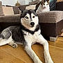 Bowie a rejoint le concours — aidez-le/la à gagner de superbes lots ! husky, cat, dog, pet, sofa, couch, living_room, wood_floor, heterochromia, blue_eye, brown_eye, paws, fur, portrait, relaxed, pillows, houseplant, indoor, companion, cute