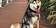 Bowie a rejoint le concours — aidez-le/la à gagner de superbes lots ! husky, dog, pet, leash, harness, tongue_out, sitting, pathway, waterfront, railing, ornamental_grass, evening, sky, walkway, pavement, lamp_post, human, runner, portrait, outdoor