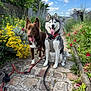 Bowie participe au concours pour gagner de l'argent avec cette photo : dog, husky, brown_dog, pair_of_dogs, leash, harness, tongue_out, sitting, flowers, yellow_flowers, cobblestone_path, garden, outdoor, sky, clouds, greenery, portrait, pet, playful, nature