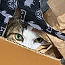 Filou participe au concours pour gagner de l'argent avec cette photo : box, cardboard, cat, close_up, cozy, crumpled_paper, curious, ear, eye_contact, fabric_pattern, green_eyes, hiding, indoor, packaging_paper, peeking, portrait, tabby, texture, whiskers, white_fur