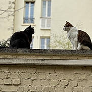 Filou participe au concours pour gagner de l'argent avec cette photo : cat, cats, black_cat, tabby_cat, feline, pet, animal, brick_wall, ledge, rooftop, building, windows, urban, outdoor, silhouette, profile, stare, pair, duel, city_scene