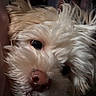 Tango joined the competition — help win amazing prizes! dog, small_dog, white_fur, fluffy, close_up, portrait, face, nose, eyes, black_eyes, pink_nose, long_hair, shaggy, indoors, dim_lighting, pet, cute, animal, muzzle, head